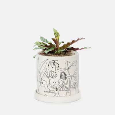 Calathea Rattlesnake Piccolo