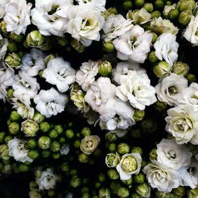 Celebrating: Diversity and pride