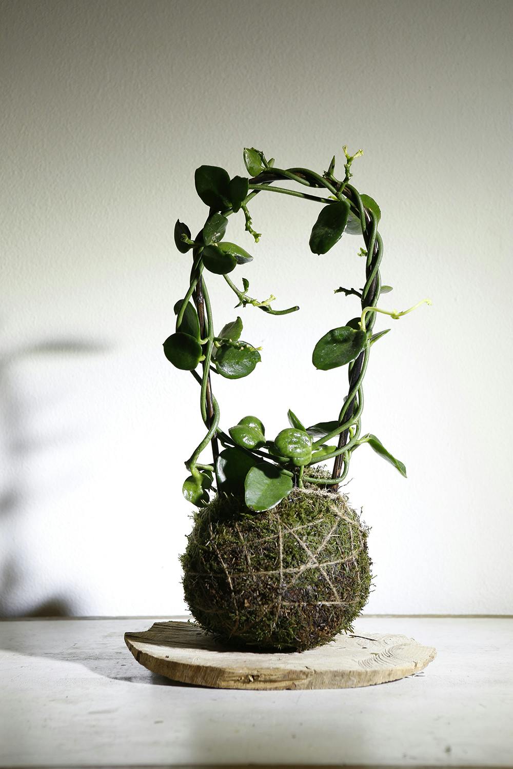 kokedama