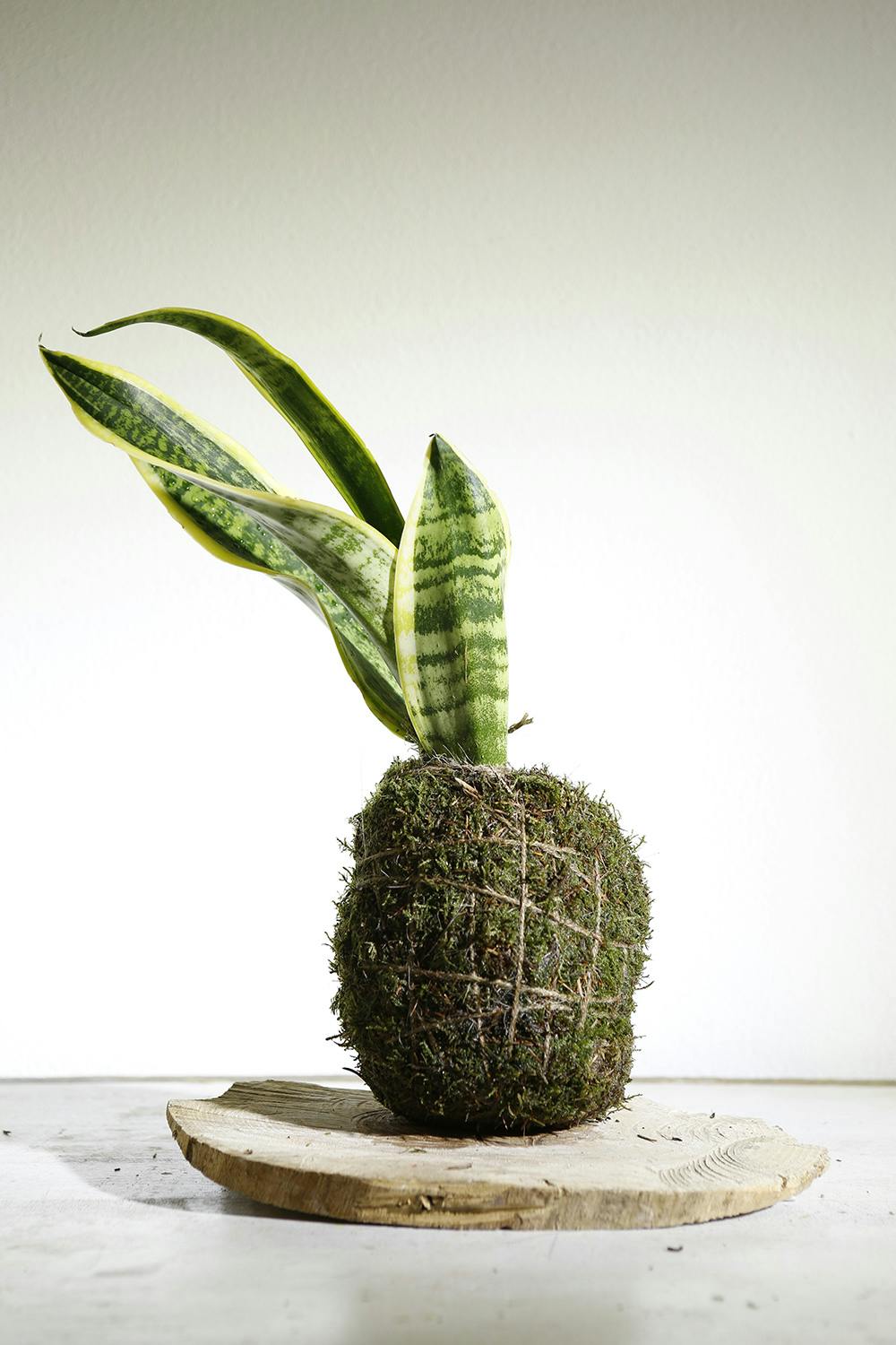 SanSeveria