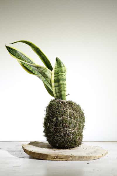 SanSeveria