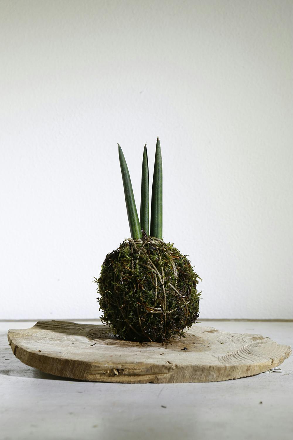 SanSeveria cilindrica