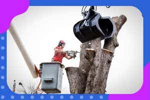 Local Tree Services