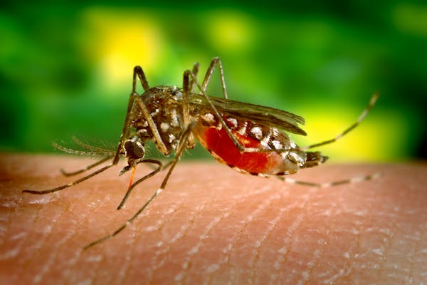 East Longmeadow MA Mosquito and tick control