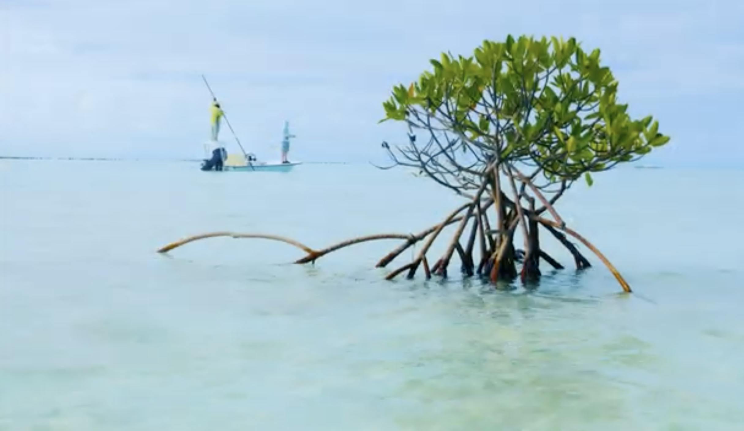 bonefishing in South Andros