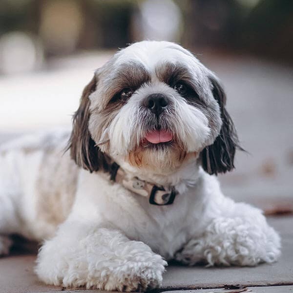 image of 2 dogs with a pug wearing yellow jacket