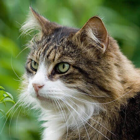 image of 2 dogs with a pug wearing yellow jacket