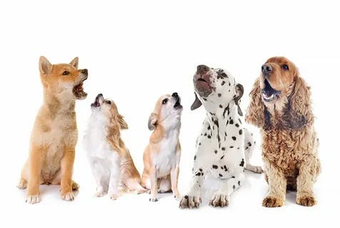 LE RAZZE PIÚ COMUNI