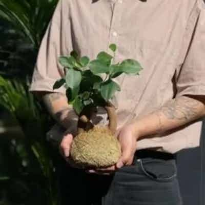 Come Creare il Tuo Kokedama: Guida Passo-Passo