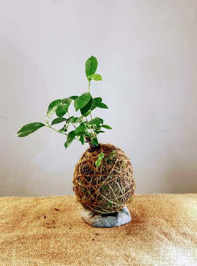 Ficus Benjamin 