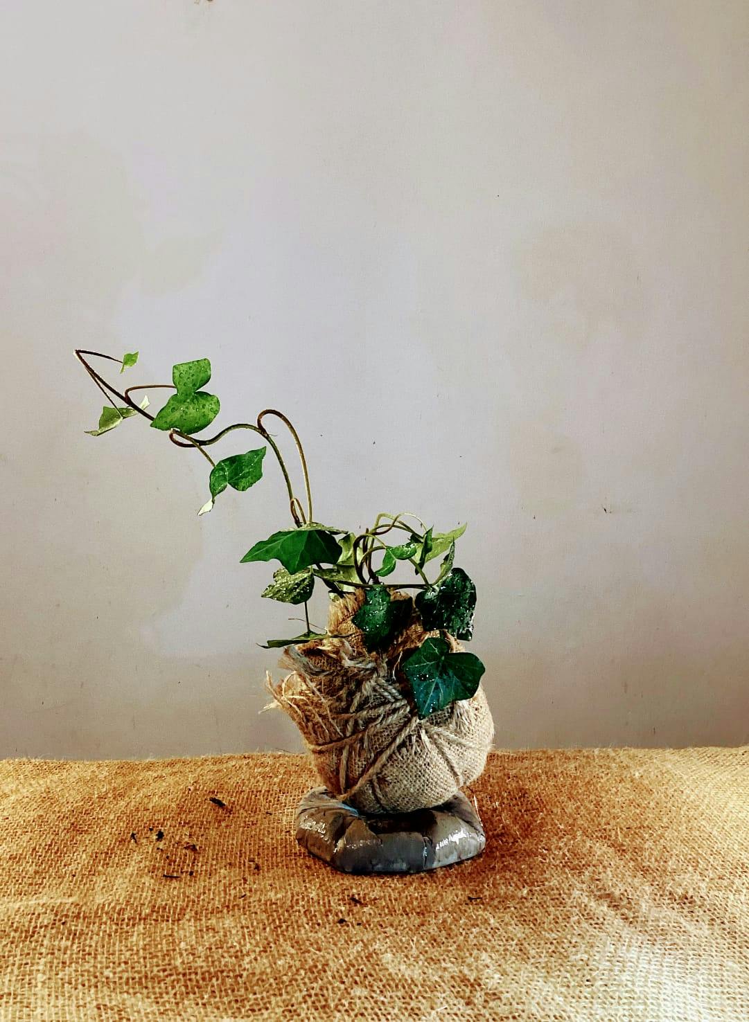 Edera in sacco di juta 