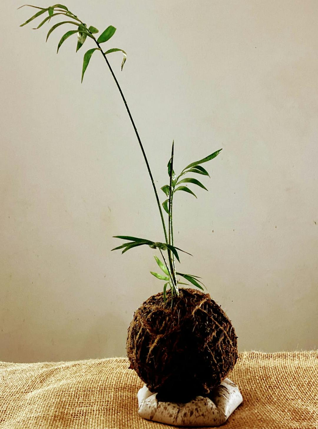 Palma d'appartamento