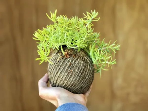 Benefici del Kokedama