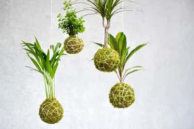 Consigli per la Cura del Kokedama nel Suo Contenitore