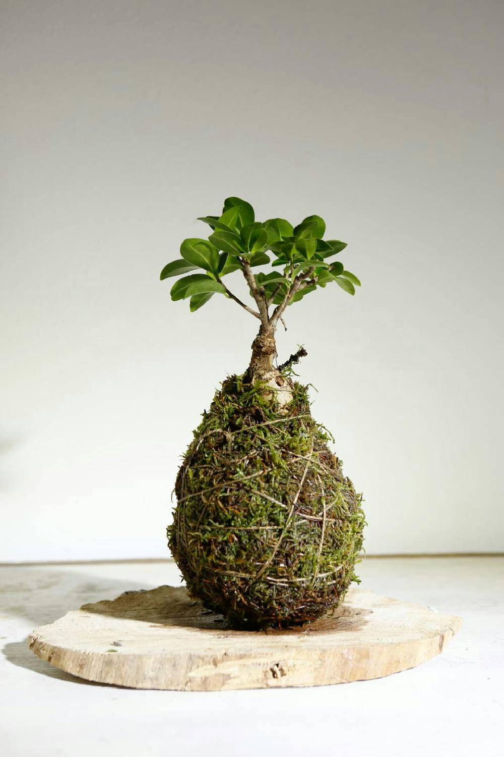 Bonsai ficus ginseng