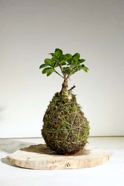 Bonsai ficus ginseng