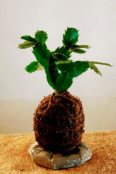 Cactus di Natale