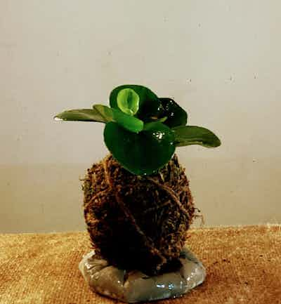 Peperomia