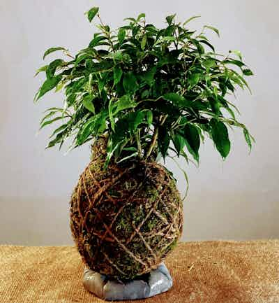 Ficus Benjamin