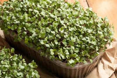 Kale Microgreens