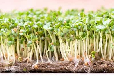 Mustard Microgreens