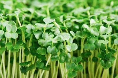 Broccoli Microgreens