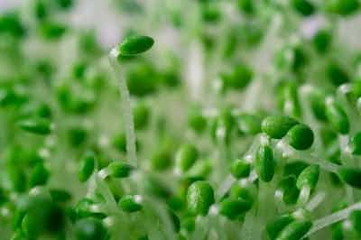 Chia Microgreens