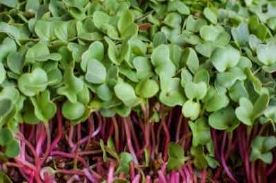 Radish Microgreens