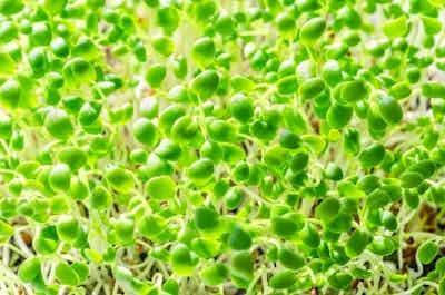 Clover Microgreens