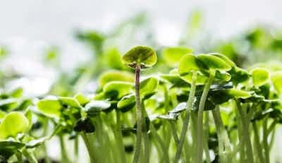 Basil Microgreens