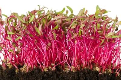 Beetroot Microgreens