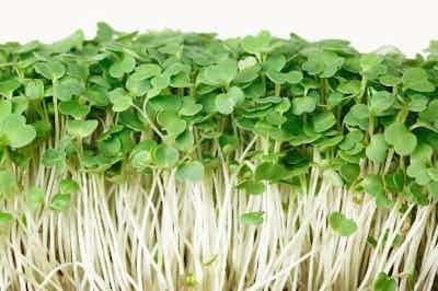 Arugula Microgreens