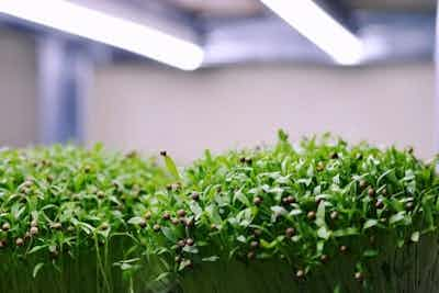 Cilantro Microgreens