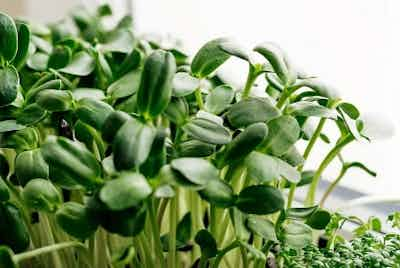 Sunflower Microgreens