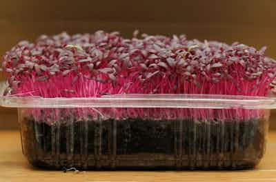 Red Amaranth Microgreens