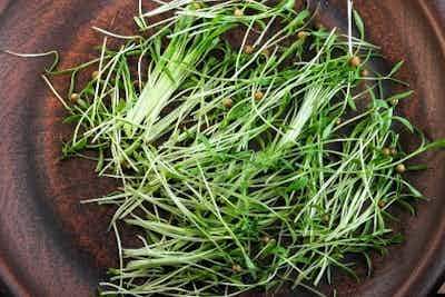 Fennel Microgreens