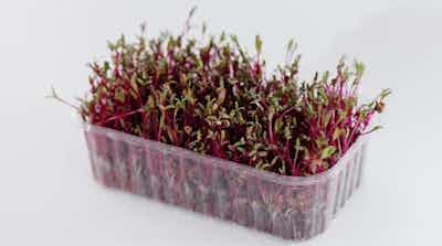 Swiss Chard Microgreens