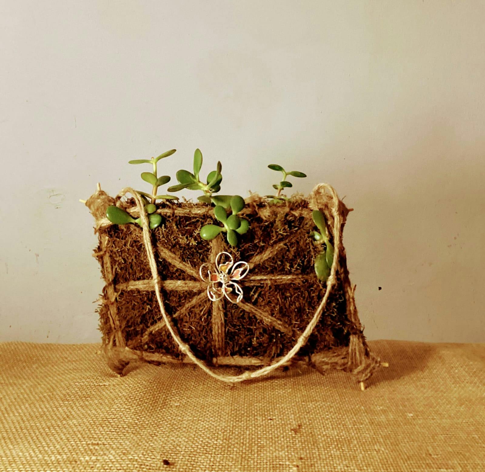 L'Arte di Presentare il Kokedama