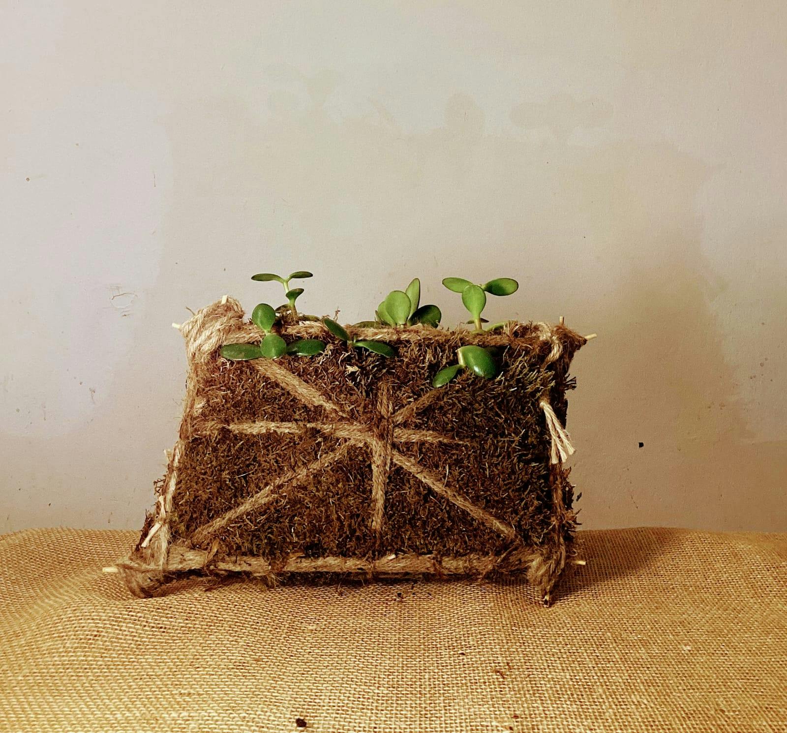 L'Arte di Presentare il Kokedama