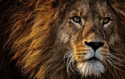 Daniel In The Lions Den ( Spanish with English Translation)