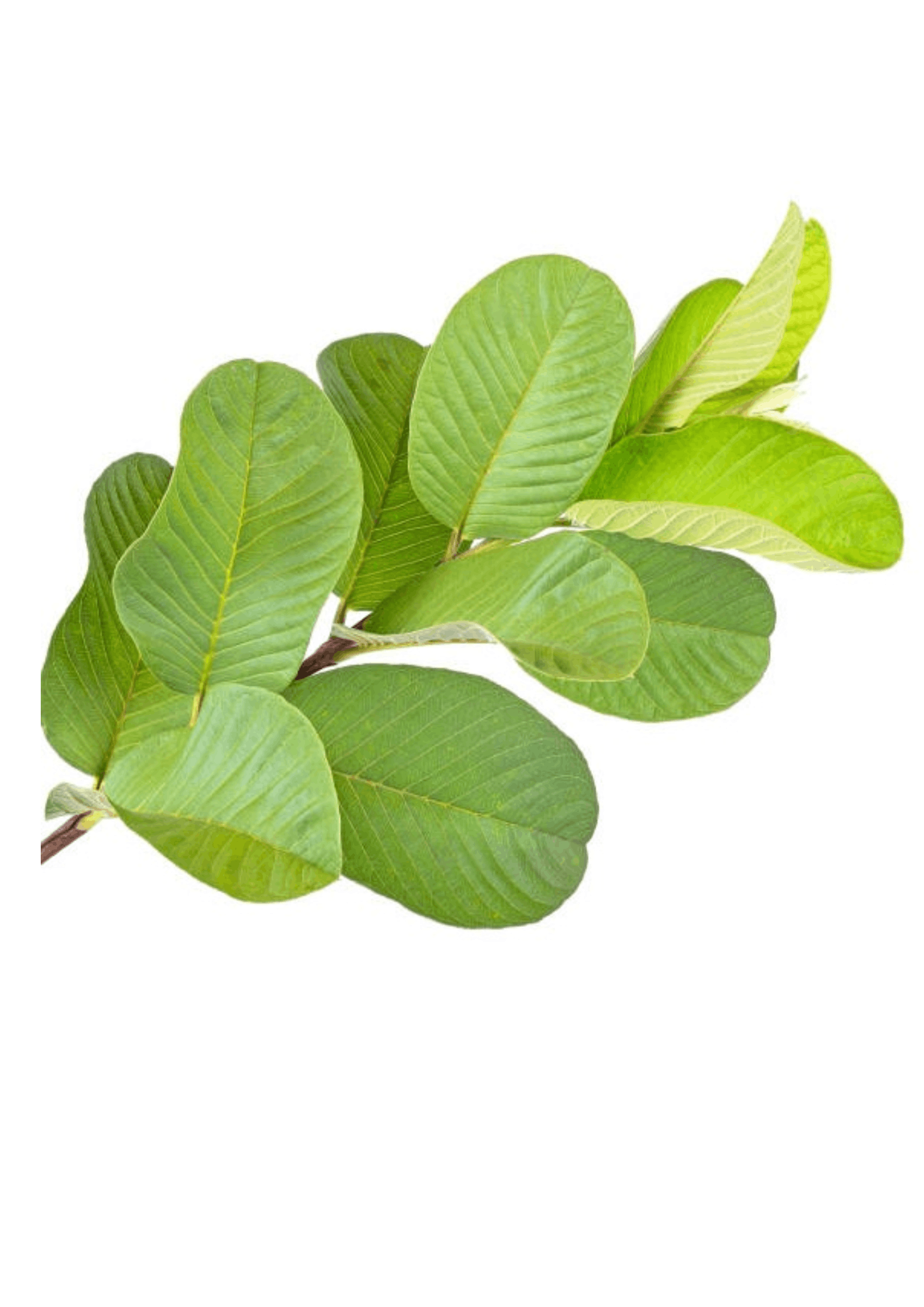 Guava Leaf