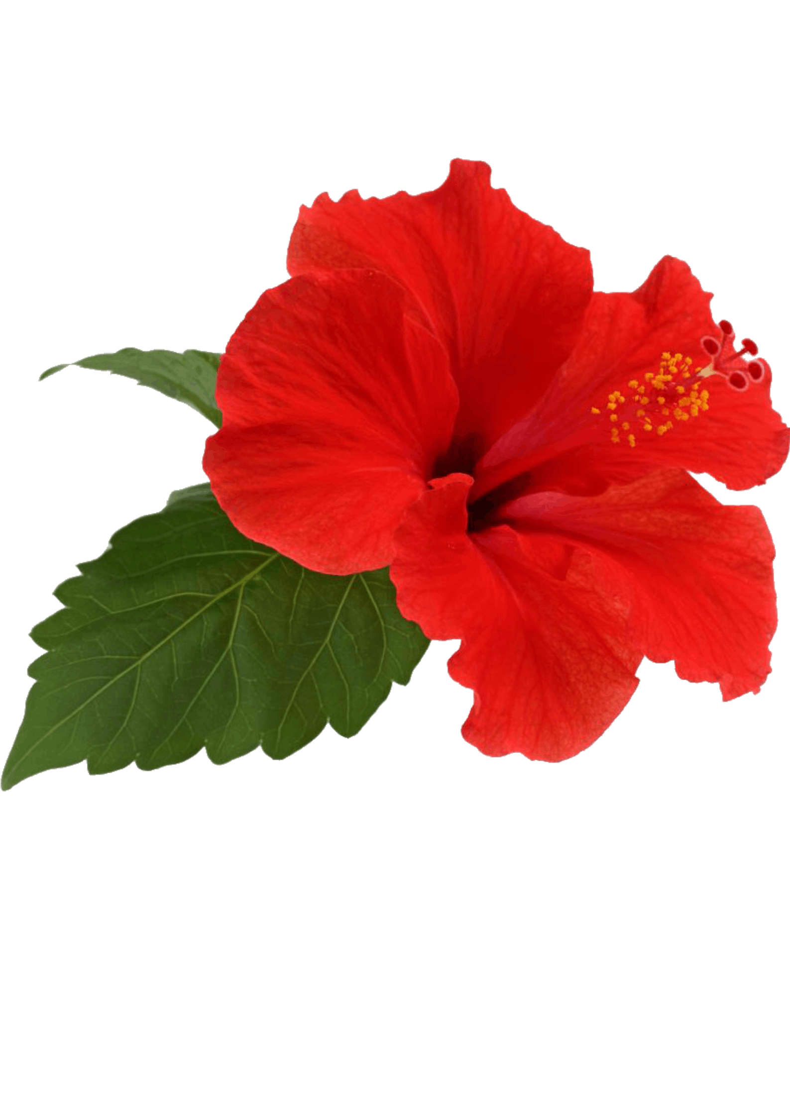 Hibiscus
