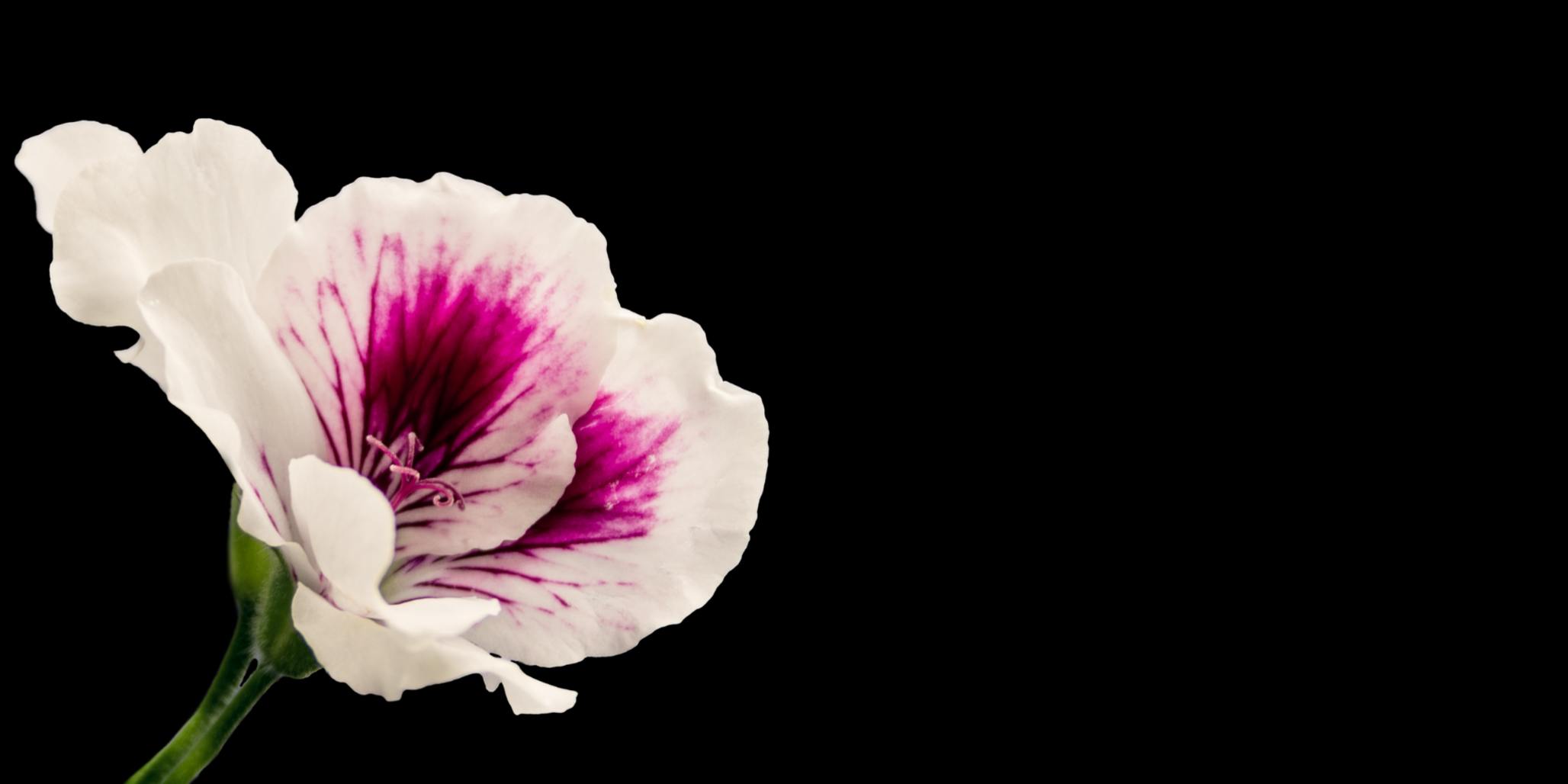 <div>FLORICOLTURA</div> MEDICI GABRIELE