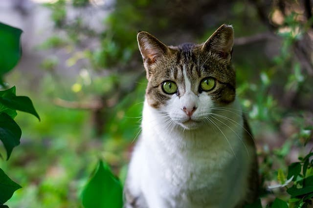 Cat furniture with trees, beds, and posts