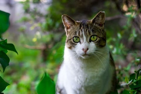 Cat furniture with trees, beds, and posts