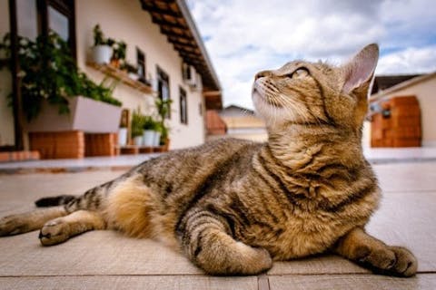 Cat furniture with trees, beds, and posts