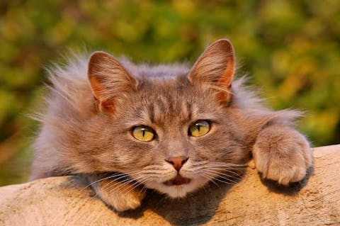 Cat furniture with trees, beds, and posts