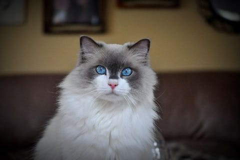 Top cat furniture picks for 2025 felines