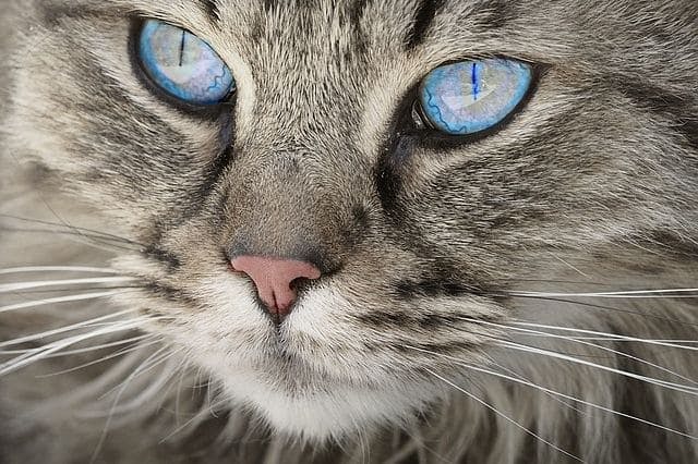 Top cat furniture picks for 2025 felines