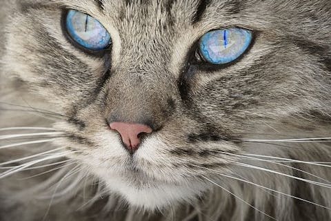 Top cat furniture picks for 2025 felines
